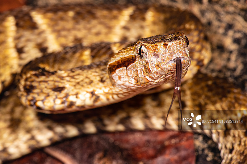 矛头蝮图片素材
