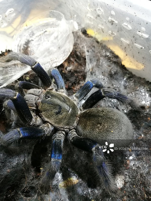 美丽的蓝色狼蛛图片素材