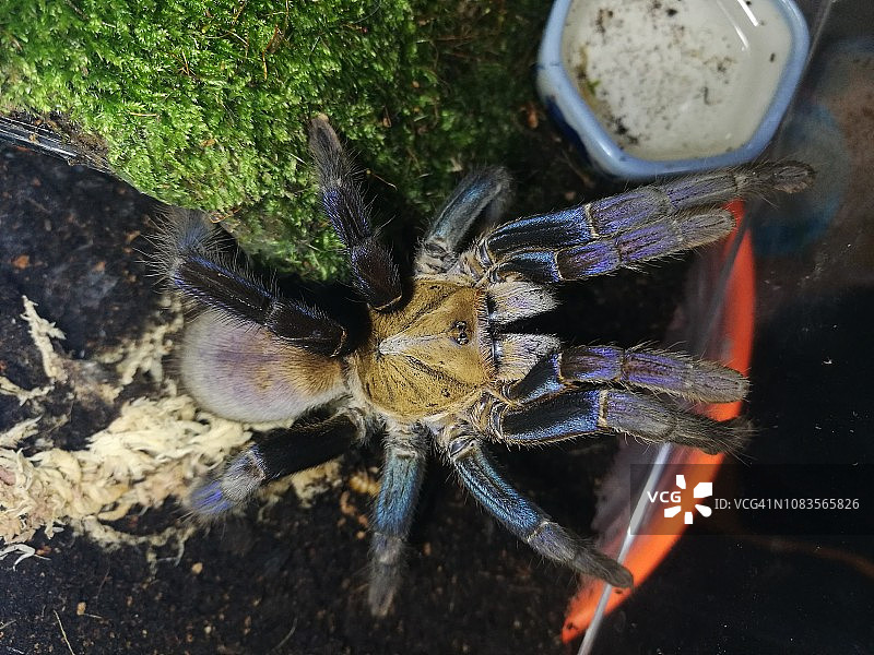 美丽的蓝色狼蛛图片素材