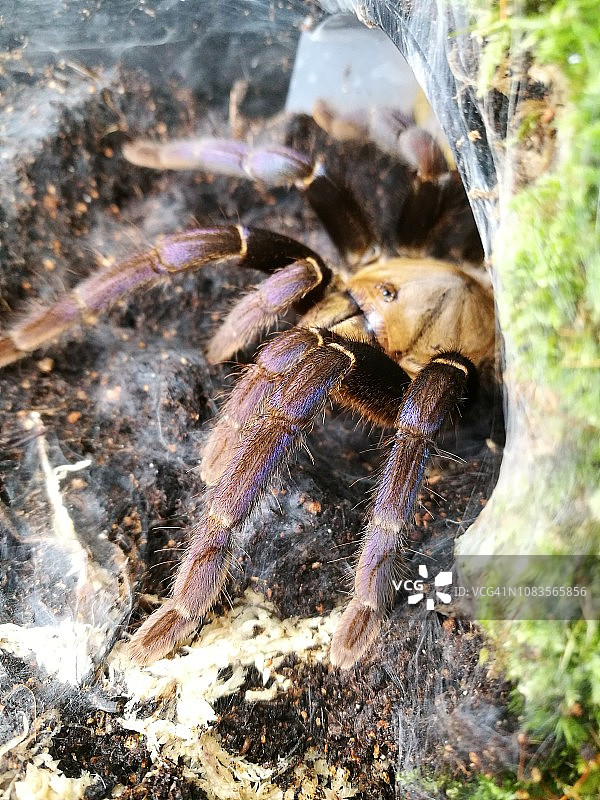 美丽的蓝色狼蛛图片素材