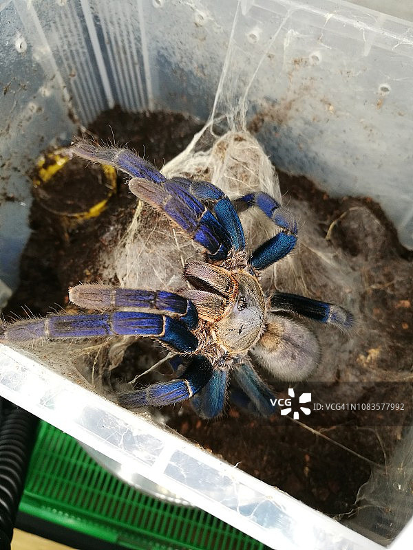 美丽的蓝色狼蛛图片素材