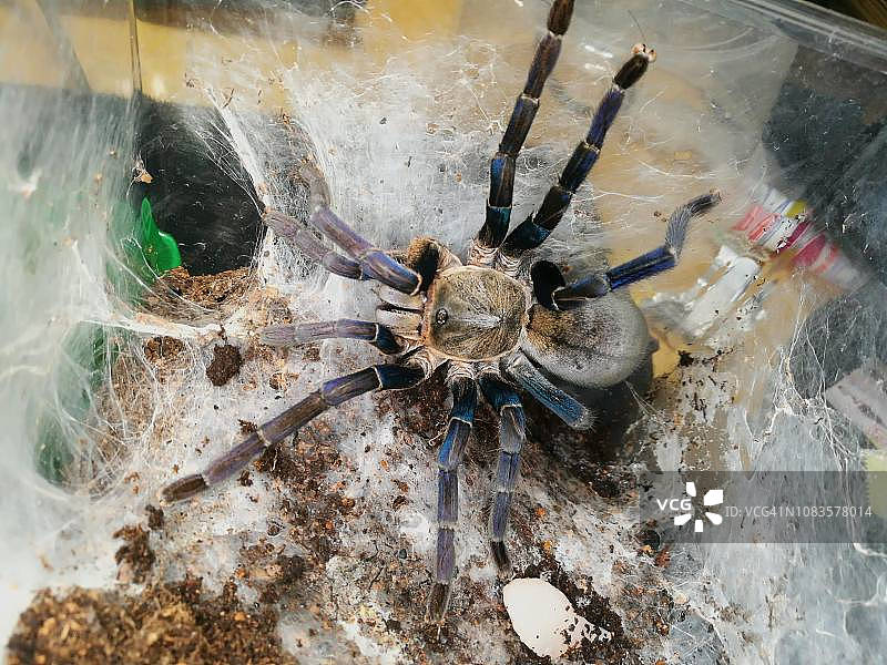 美丽的蓝色狼蛛图片素材