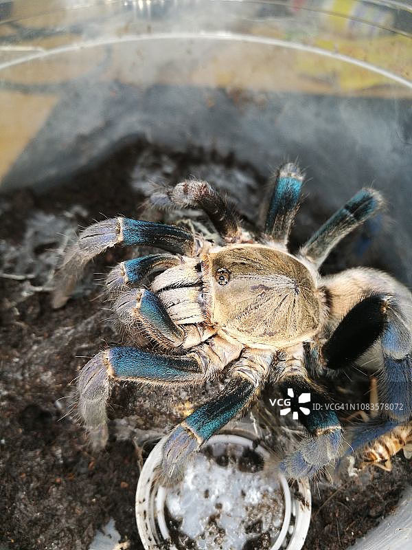 钴蓝色狼蛛图片素材