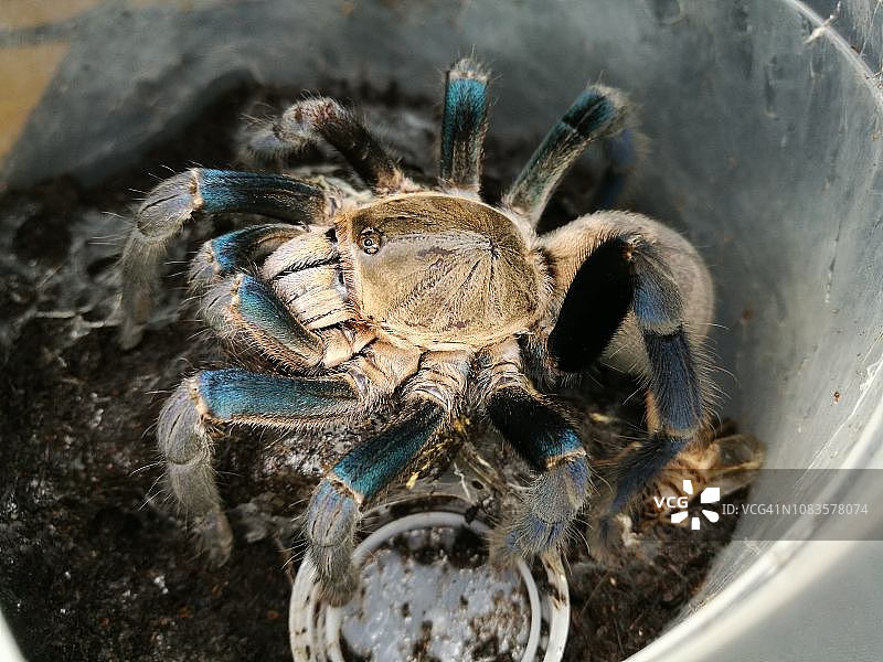 钴蓝色狼蛛图片素材