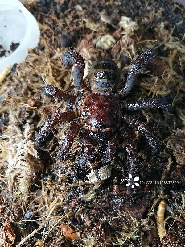 活板门蛛图片素材