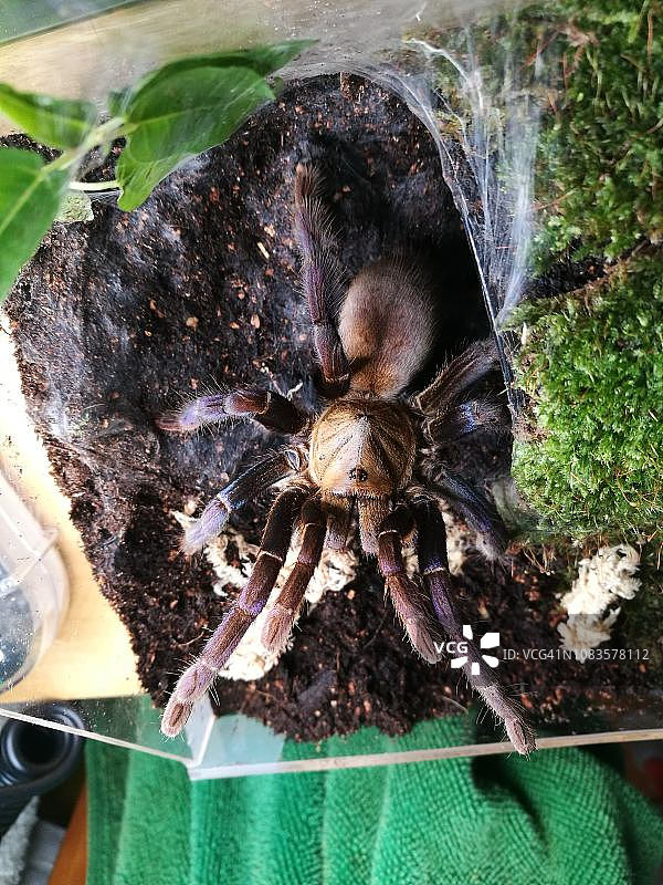 美丽的蓝色狼蛛图片素材