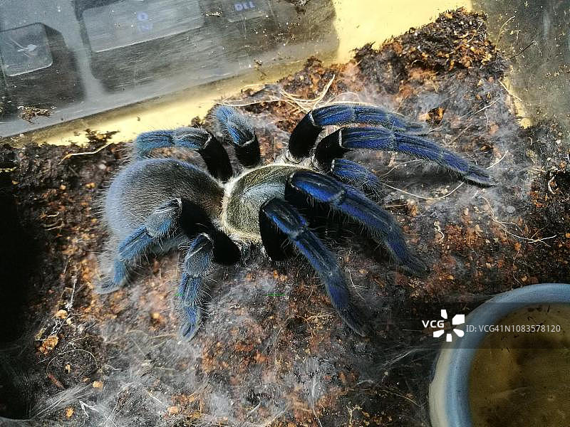 美丽的蓝色狼蛛图片素材