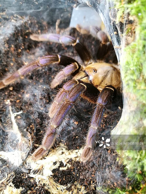 美丽的蓝色狼蛛图片素材