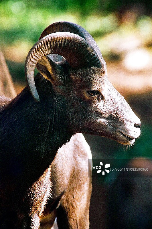 大角羊公羊特写图片素材