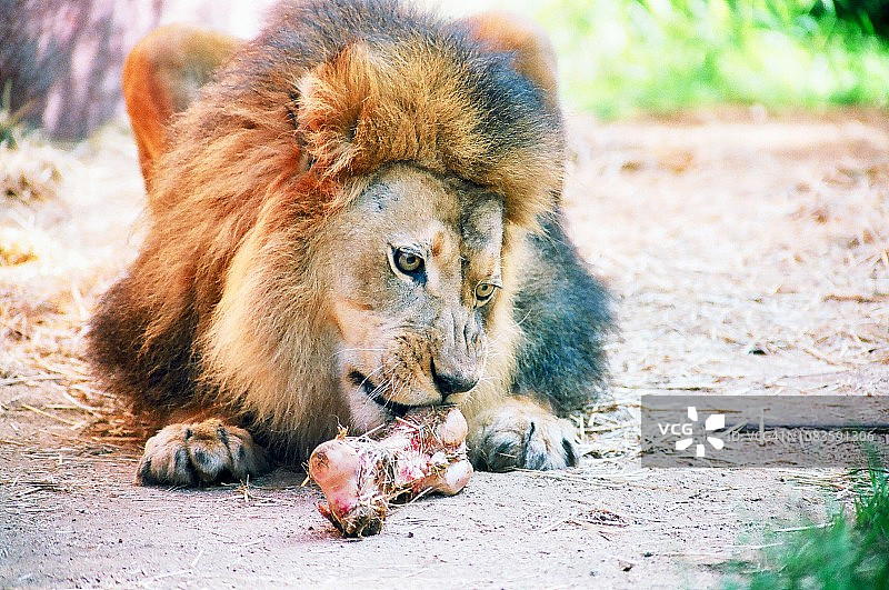 雄狮啃食动物骨头图片素材