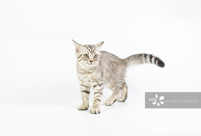白色背景下的虎斑小猫图片素材