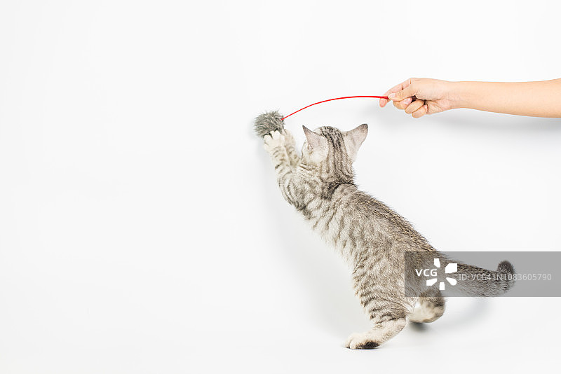 白色背景下的虎斑小猫图片素材