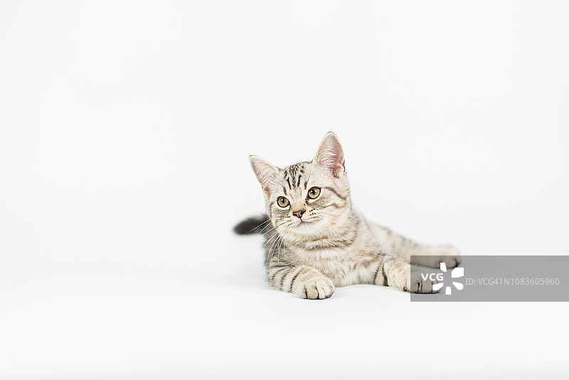 白色背景下的虎斑小猫图片素材
