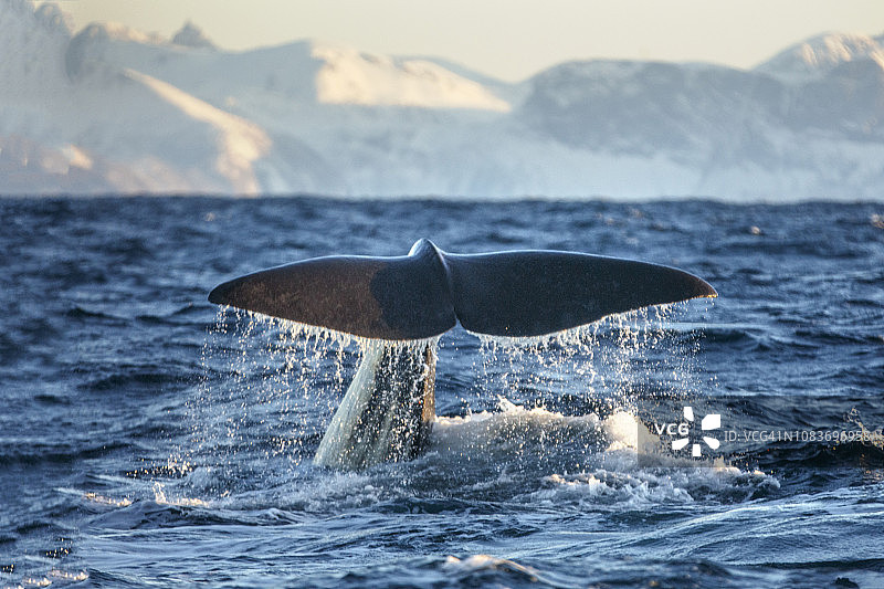 座头鲸尾巴图片素材