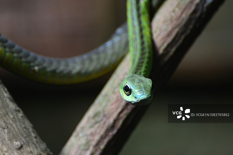 东部绿曼巴蛇图片素材