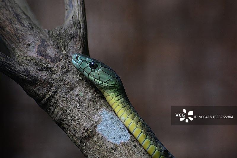 非洲树蛇图片素材