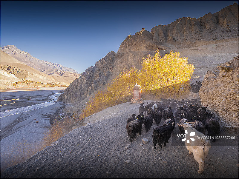 尼泊尔木斯塘安娜普尔纳山脉卡格贝尼村黎明时分放牧的山羊图片素材