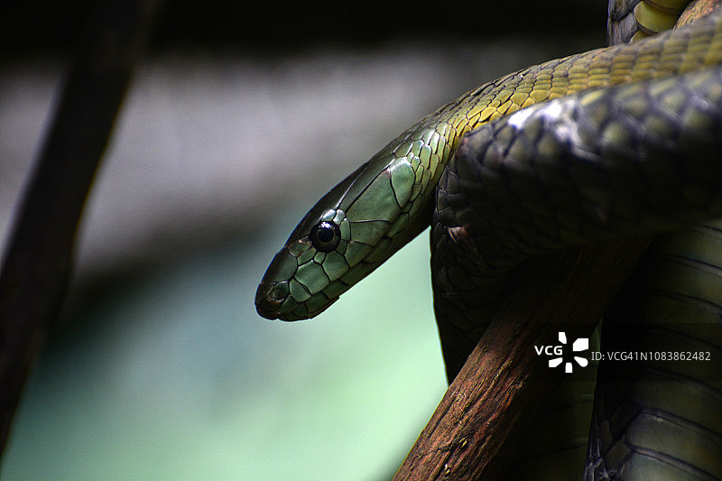 非洲树蛇图片素材