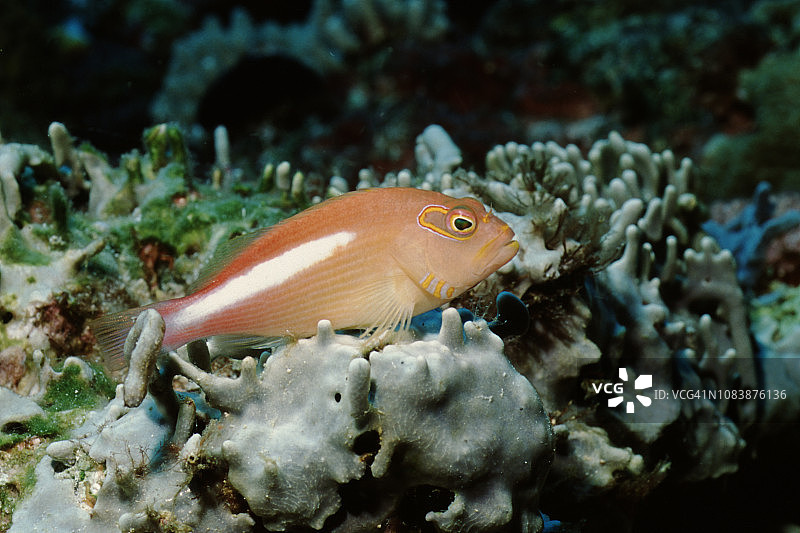 弧眼鹰鱼图片素材