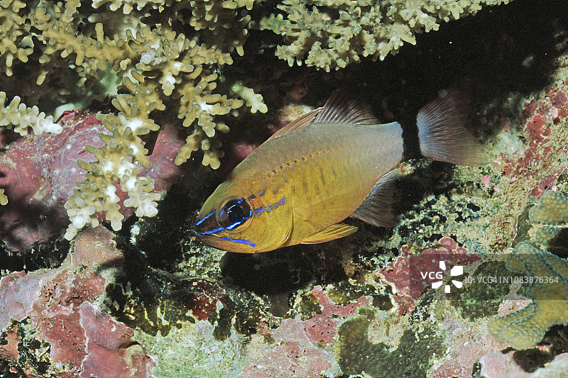 环尾 cardinalfish图片素材