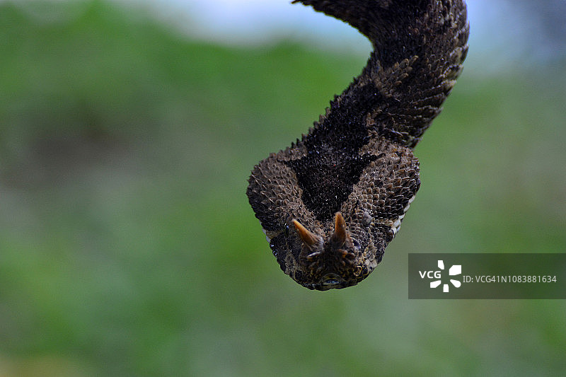犀牛蝰蛇图片素材