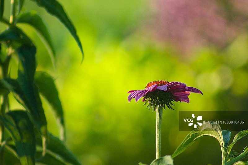 紫色的花图片素材