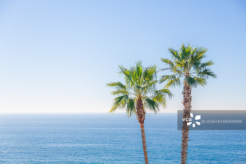 海滩上的棕榈树图片素材