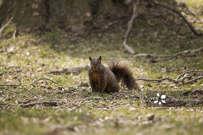 混血松鼠图片素材