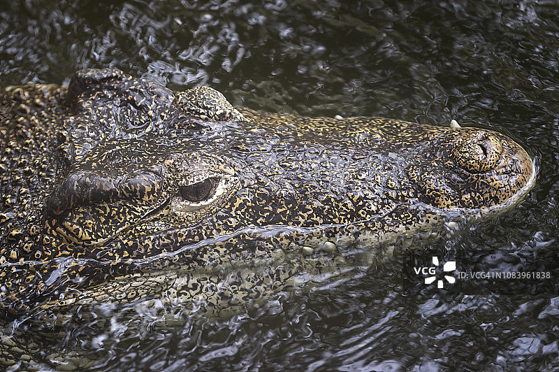 古巴鳄鱼图片素材