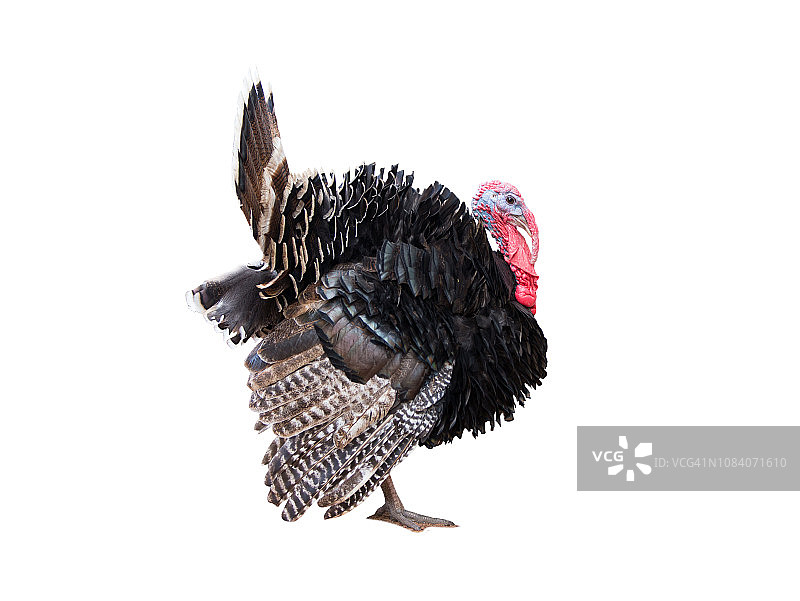 白色背景上的土耳其图片素材