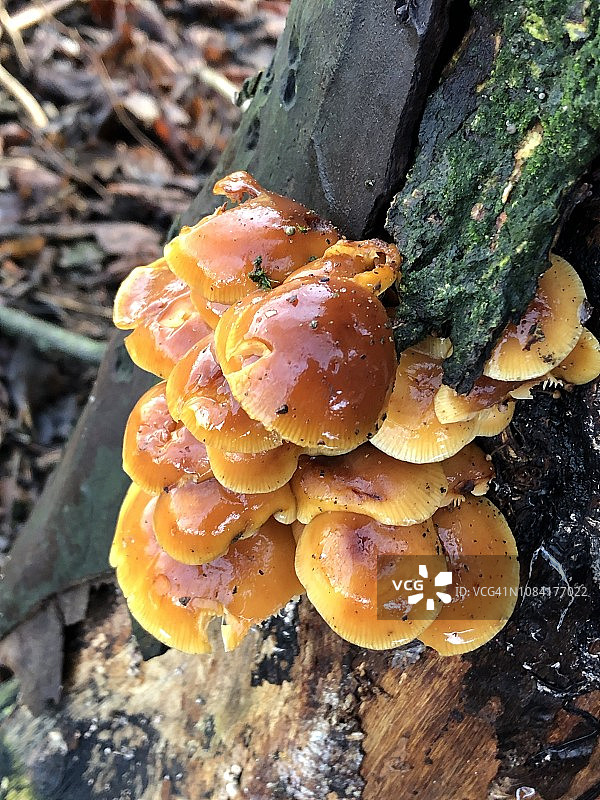 蜜环菌图片素材