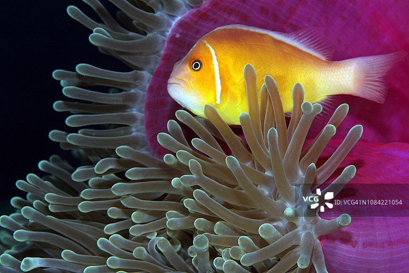 小丑鱼图片素材