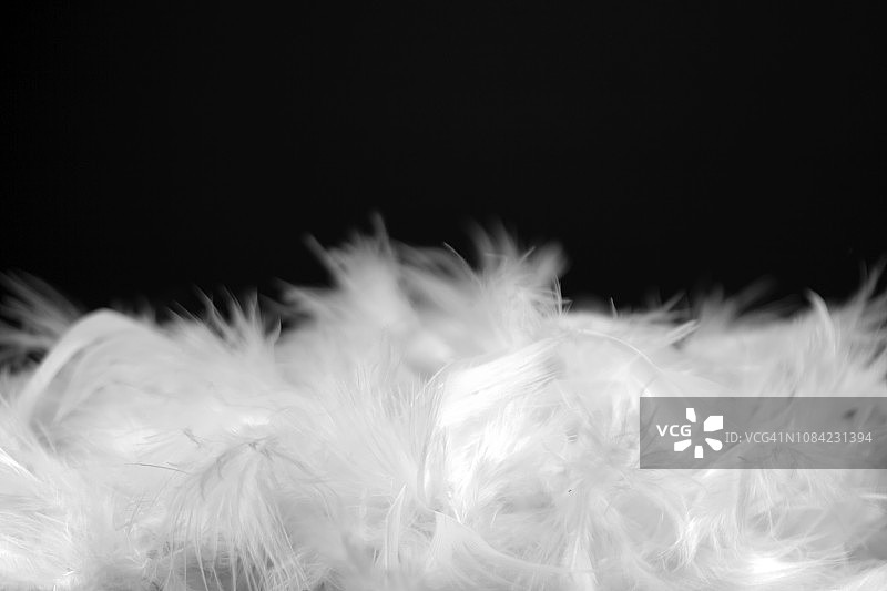 白色羽毛图片素材