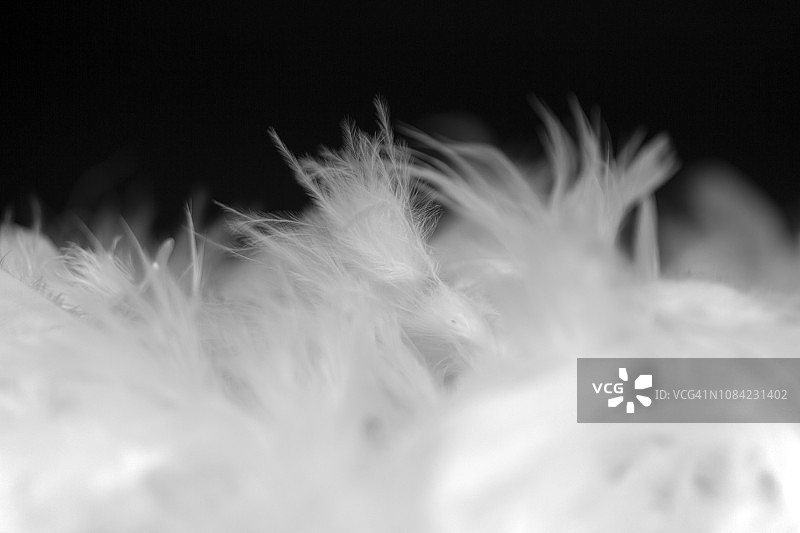 白色羽毛图片素材