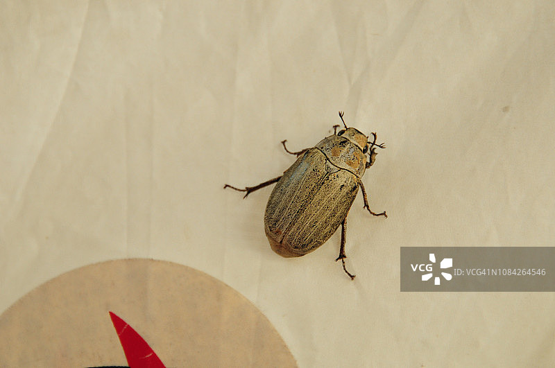 圣甲虫图片素材