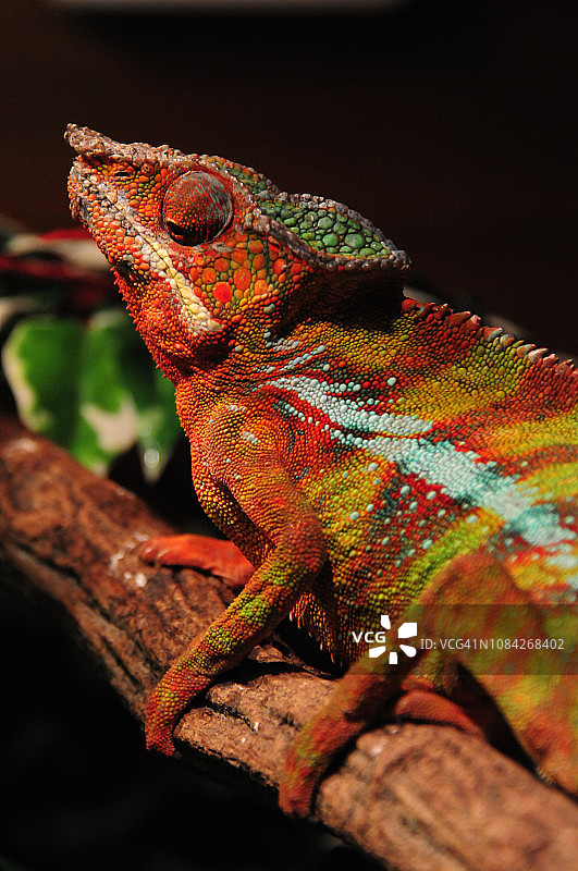 巨型角变色龙图片素材