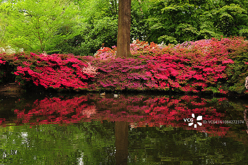 水池中杜鹃花和映山红的倒影图片素材