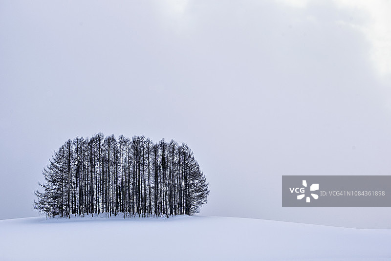 冬季日本北海道美瑛的温和七丘图片素材
