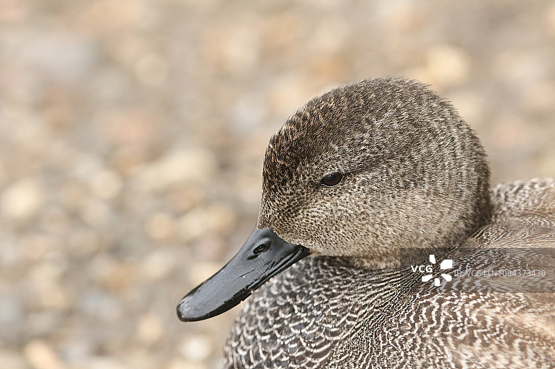 雄性赤膀鸭栖息在湖岸边的头部特写。图片素材