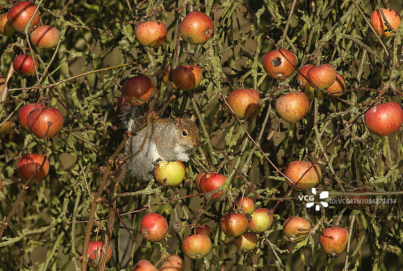 可爱的灰松鼠坐在秋天的苹果树上，周围都是它正在吃的苹果的幽默照片图片素材
