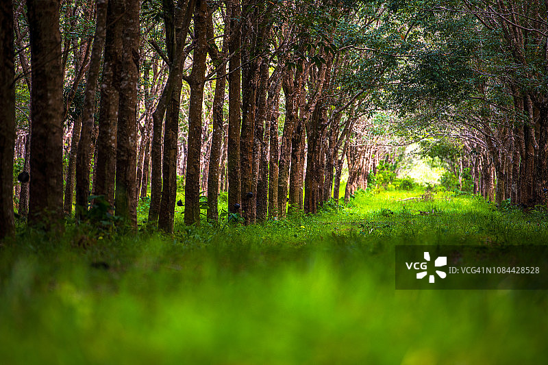 橡胶树种植园，普吉岛，泰国图片素材