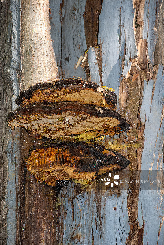 多孔菌层架真菌图片素材