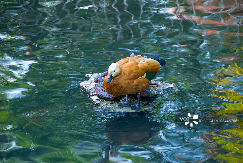 Tadorna Ferruginea Duck（赤麻鸭）图片素材