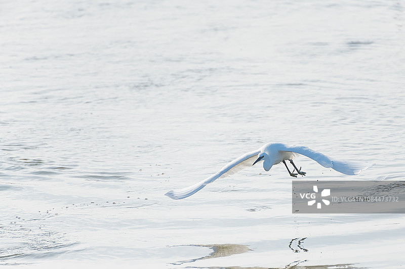 在海上飞翔的白鹭图片素材
