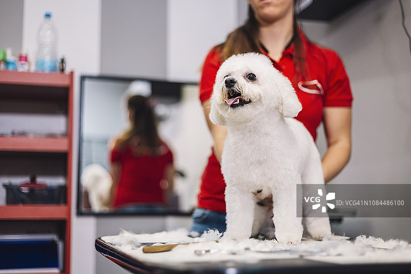 狗狗美容图片素材
