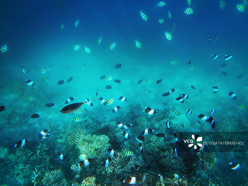 黑金字塔鱼群图片素材