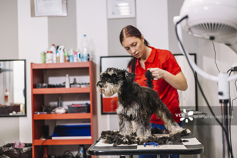 狗狗美容图片素材