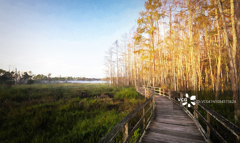 佛罗里达州那不勒斯软木塞沼泽保护区的木板路图片素材