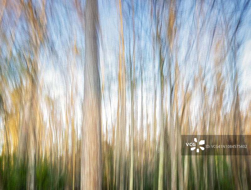 佛罗里达州那不勒斯软木塞沼泽保护区的树木艺术平移摄影图片素材