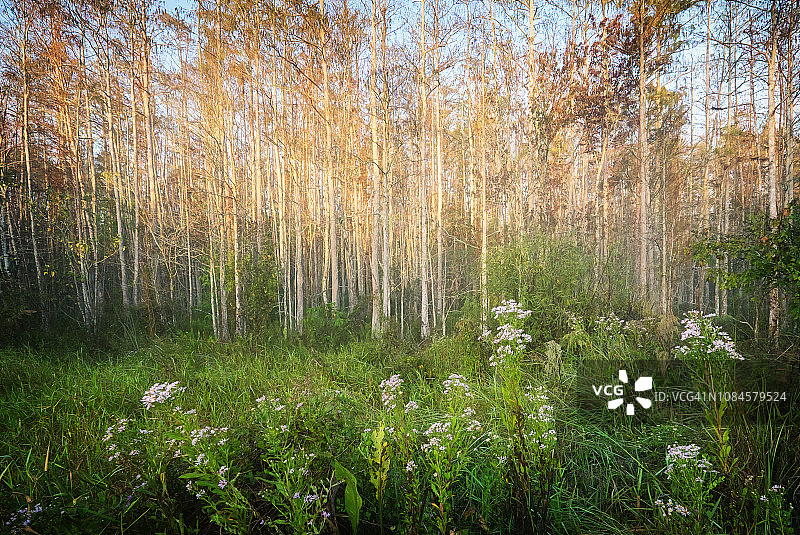 佛罗里达州那不勒斯螺旋沼泽保护区的草地和树木图片素材